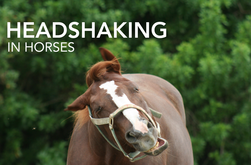 Headshaking in Horses - Equine Science Matters™